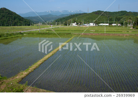 水稻種植已經結束的稻田 水稻種植已經結束的稻田 26939969