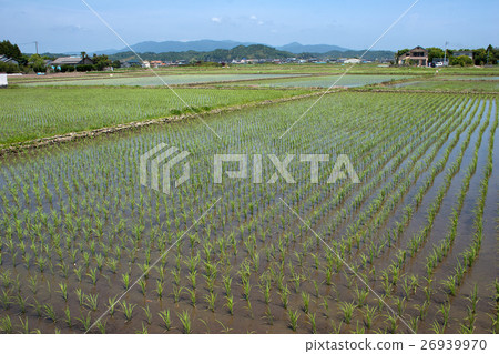 水稻種植已經結束的稻田 水稻種植已經結束的稻田 26939970