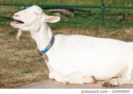 goat goat 26940695