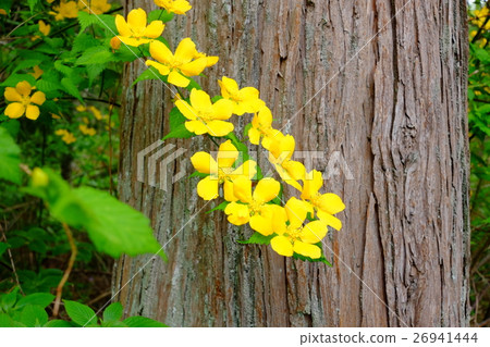 Spring flowers (Yamaboki) Spring flowers (Yamaboki) 26941444
