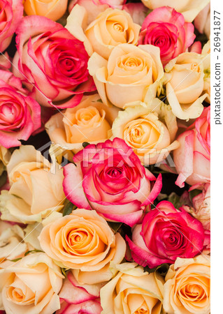 Pattern roses background Pattern roses background 26941877