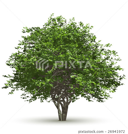 Green vector tree isolated on white background. - Stock Illustration ...