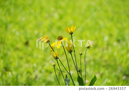 黃色花,小花,花田,遺產,自然,自然 黃色花,小花,花田,遺產,自然,自然 26943357