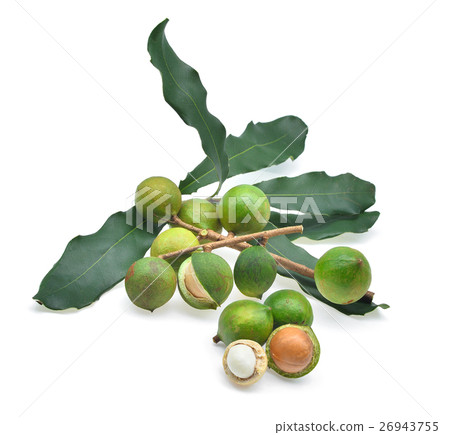 fresh macadamia with leaves isolated on white fresh macadamia with leaves isolated on white 26943755