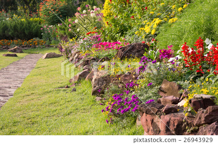 colorful flower in the garden 26943929