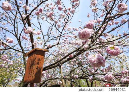 大阪薄荷櫻花品種“Fukuroku”Fukuroju 26944981