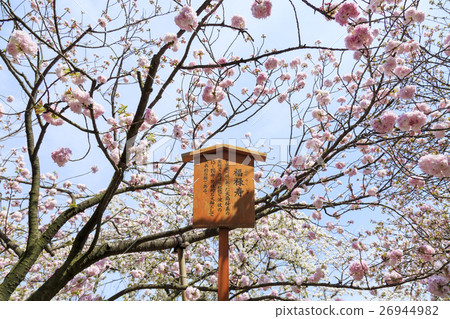 Osaka Mint Cherry blossom variety "Fukuroku" Fukuroju 26944982