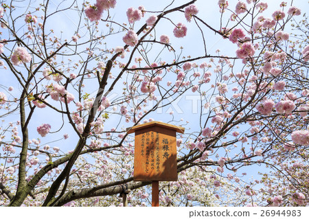 Osaka Mint Cherry blossom variety "Fukuroku" Fukuroju 26944983