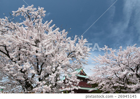 櫻桃樹盛開 櫻桃樹盛開 26945145