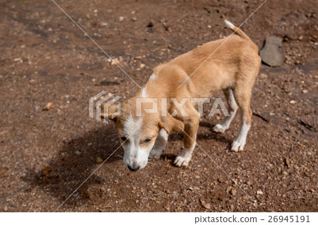 Stray dog puppy Stray dog puppy 26945191