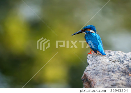 Kingfisher or Alcedo atthis taprobana Kingfisher or Alcedo atthis taprobana 26945204