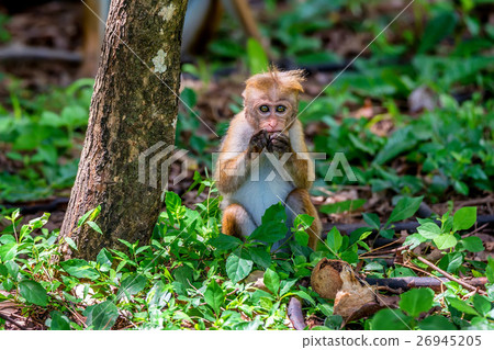 Sri-Lankan toque macaque Sri-Lankan toque macaque 26945205