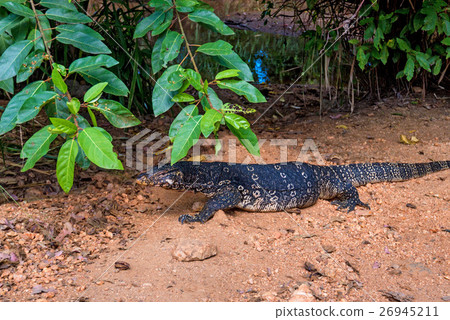 Water monitor lizard 26945211