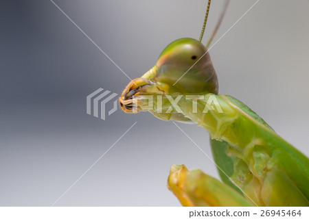 Giant Malaysian shield praying mantis Giant Malaysian shield praying mantis 26945464