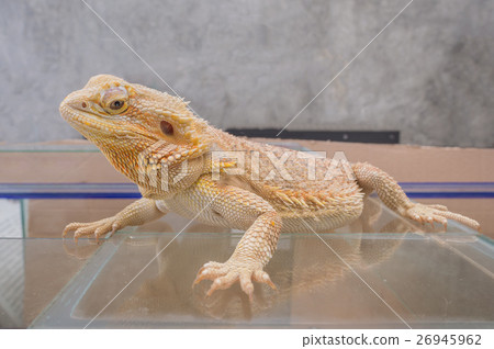 image of Bearded Dragon (Pogona vitticeps). 26945962