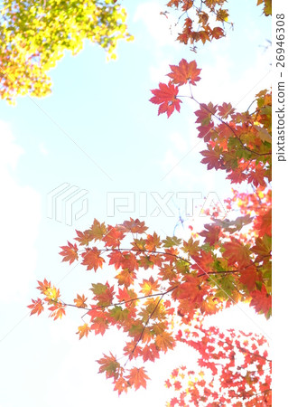Autumn leaves Autumn leaves 26946308