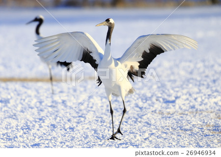 Cranberries 26946934