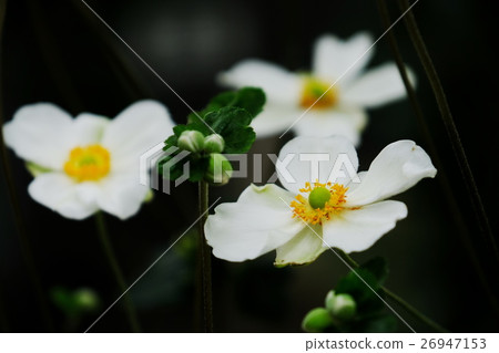 打破碗花花 26947153