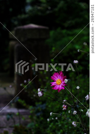 打破碗花花 26947181