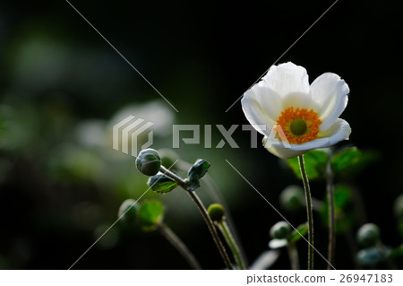 打破碗花花 26947183