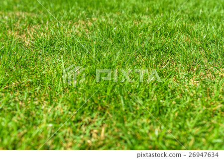 Green grass field in the morning. 26947634