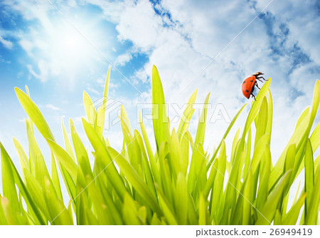 Nature stock images 26949419