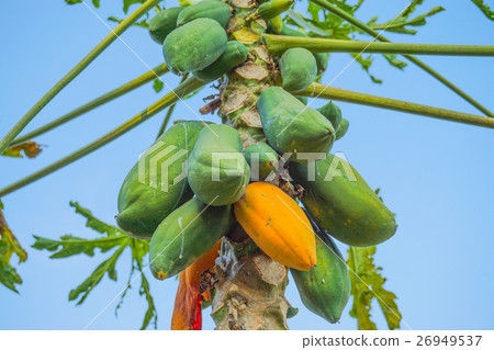 Close up, Papaya tree in morning light 26949537