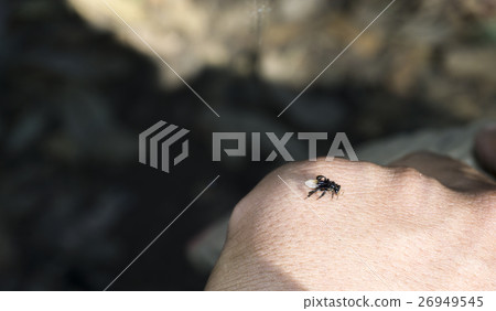 wild bee sitting on a hand 26949545