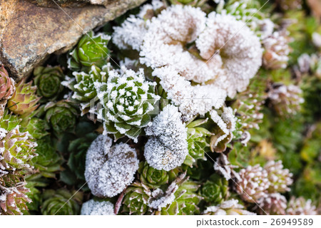 Frozen houseleek sempervivum on stone 26949589