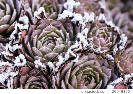 Several frozen houseleek sempervivum  26949590