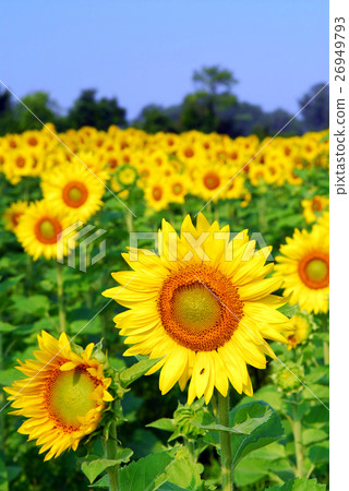 Nature stock images 26949793