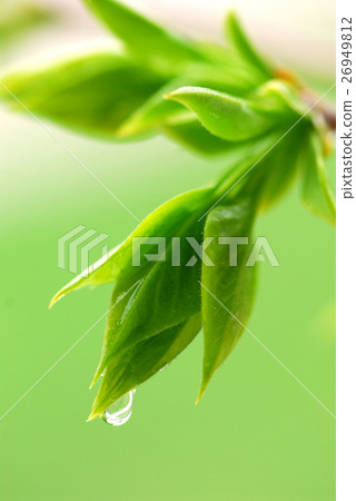 Nature stock images 26949812