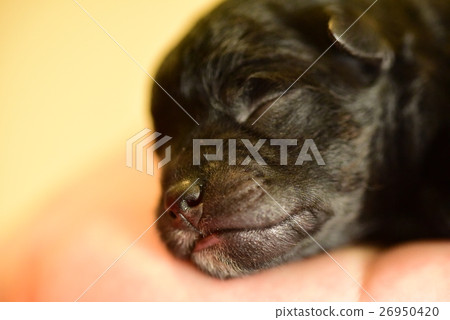 Pleasantly sleeping puppy Pleasantly sleeping puppy 26950420