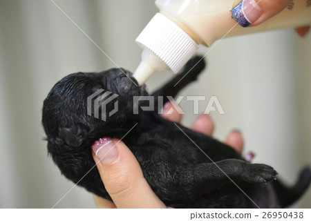 母乳喂養的小狗 26950438