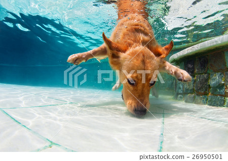 Dog diving underwater in swimming pool Dog diving underwater in swimming pool 26950501