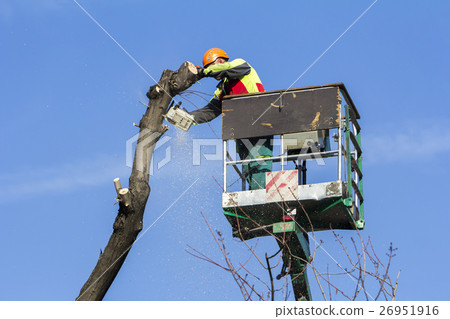 Worker with a chainsaw trimming the tree branches  26951916