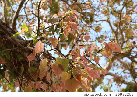 Sprout of Indian Bodoju 26952295