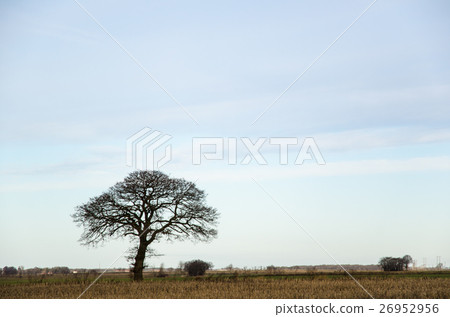 Lone bare tree 26952956