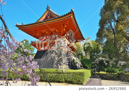 Cherry Blossoms in full bloom Cherry Blossoms in full bloom 26952980