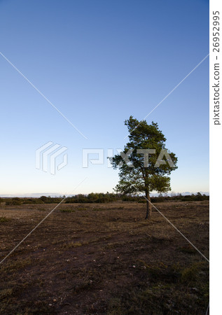 Lone pine tree in an open landscape 26952995