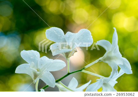 Beautiful White Phalaenopsis orchid on a branch Beautiful White Phalaenopsis orchid on a branch 26953062