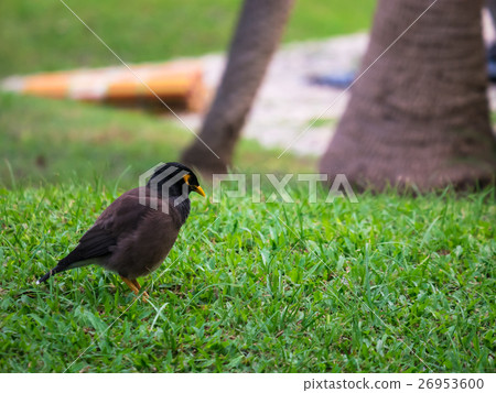 The common myna on green grass feild The common myna on green grass feild 26953600