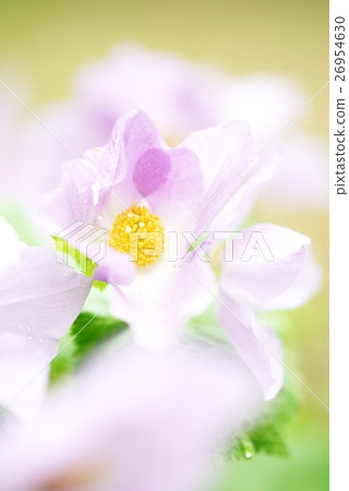 Fairy Shiraneha ooi Fairy Shiraneha ooi 26954630