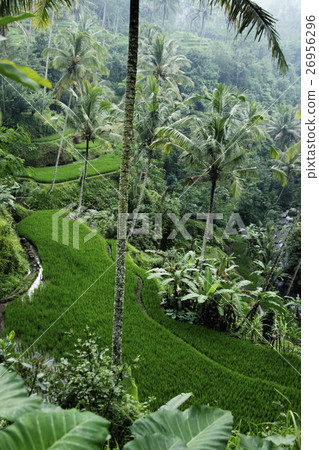 terraced rice paddies, Ubud, Bali 26956296