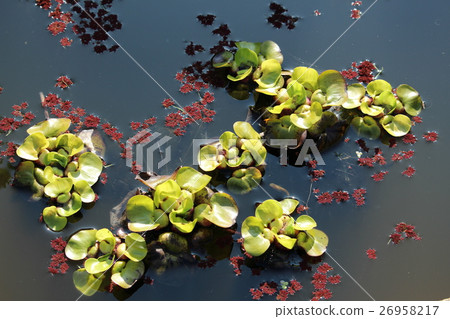 Cloth bag aose 26958217