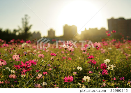夕陽下的波斯菊 26960345