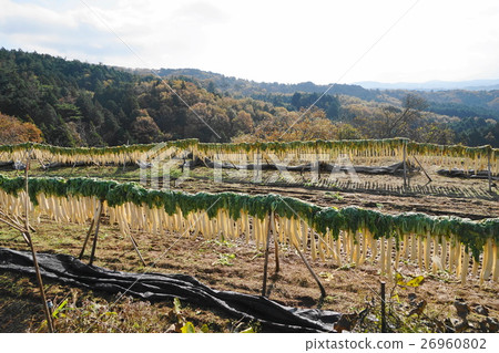 November radish dried 01 26960802