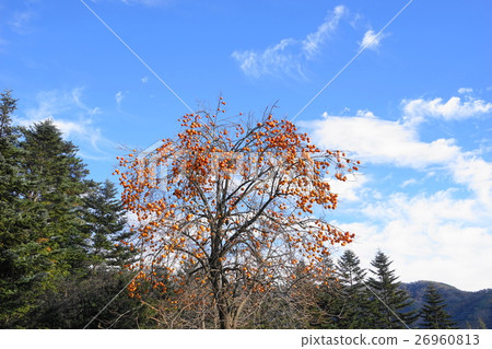 November real oyster and caterpillar family 38 November real oyster and caterpillar family 38 26960813