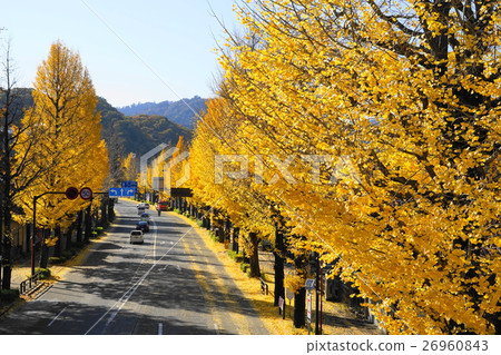 November Hachioji City Koshu Highway 08 Tama Borisuma ginkgo biloba tree leaves Autumn leaves 26960843