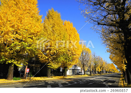 11月八王子市Koshu Highway 22 Tama Goron Front Ginko biloba樹葉秋葉 26960857